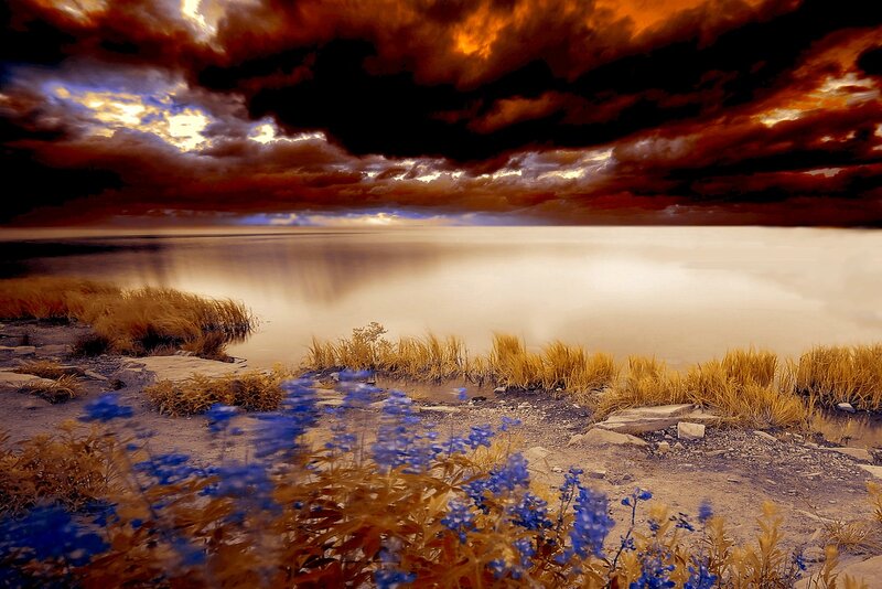 Blue Flowers by Lake — Dramatic, Sunset