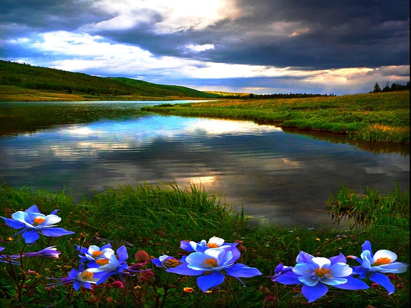 Blue Flowers by Lake — Dramatic