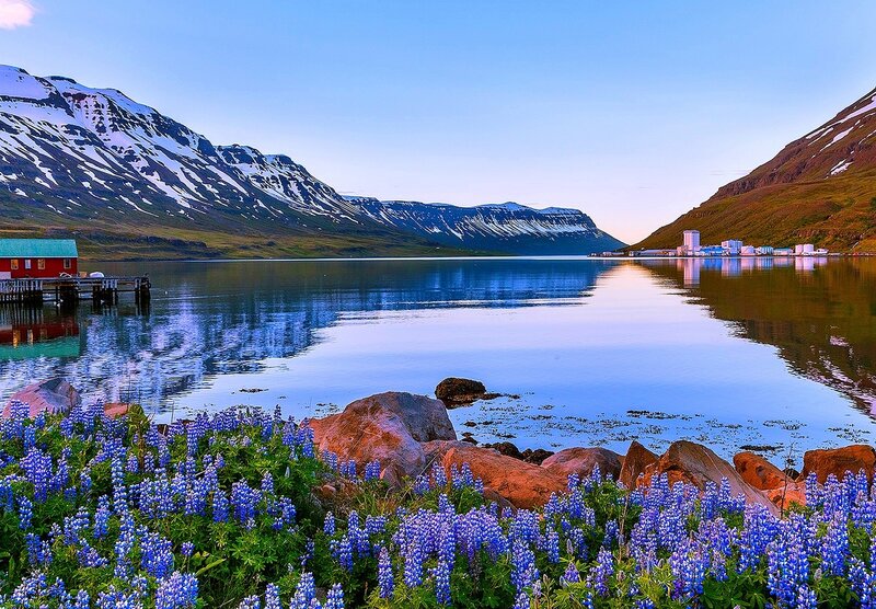 Blue Flowers by Lake — Serene, Sunset