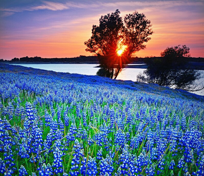 Blue Flowers by Lake — Serene
