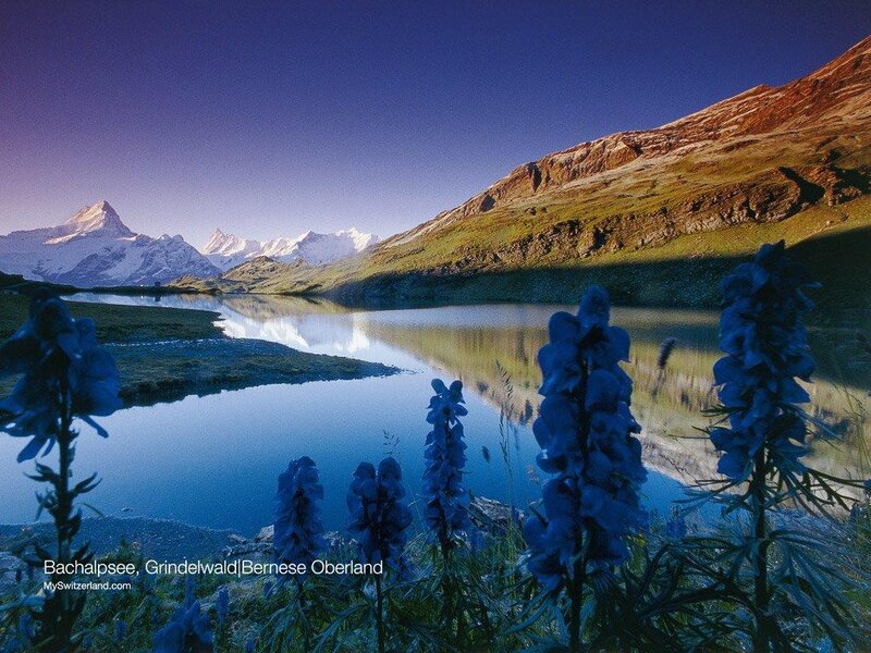 Blue Flowers by Lake