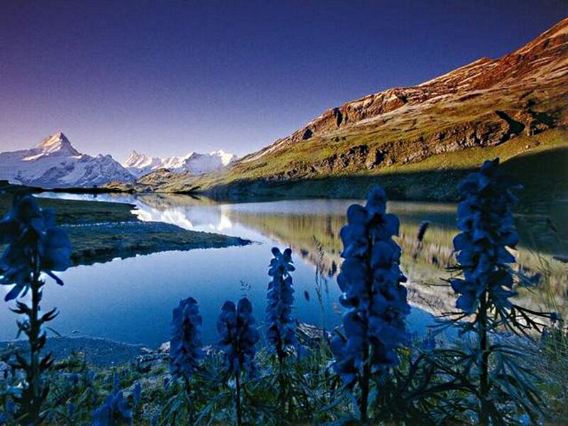 Blue Flowers by Mountain Lake