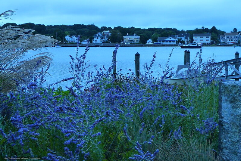 Blue flowers by the harbor
