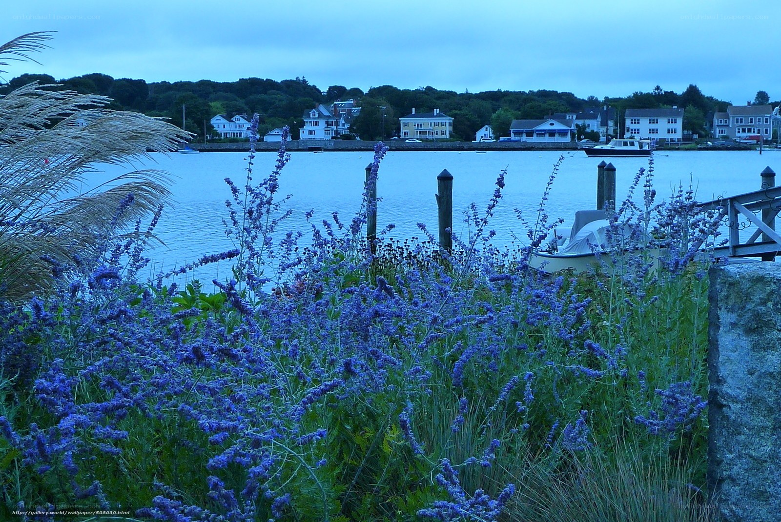 Blue flowers by the harbor