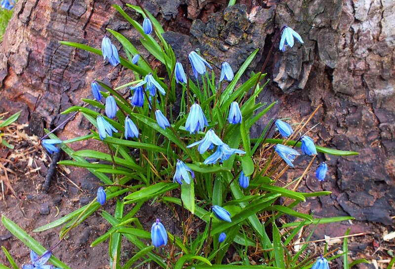 Blue Flowers by Tree