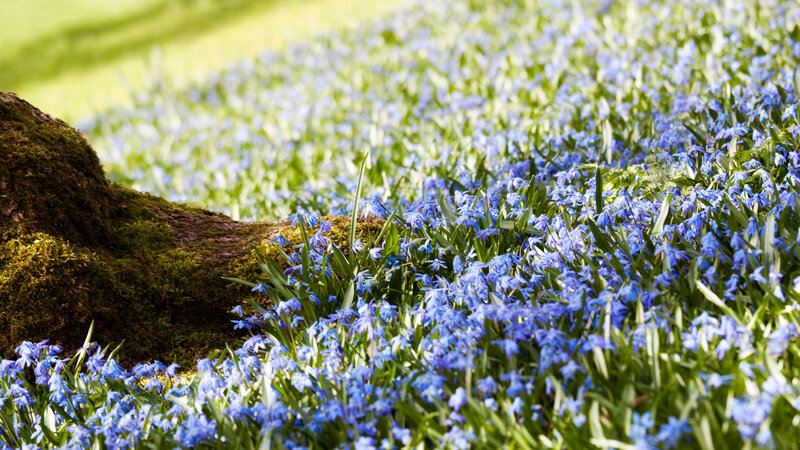 Blue Flowers by Tree Trunk