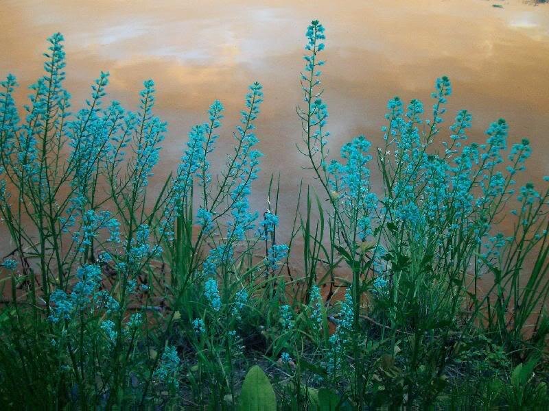 Blue Flowers by Water