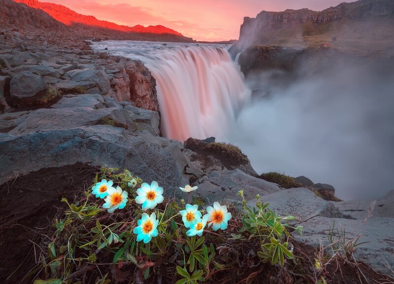 Blue Flowers by Waterfall