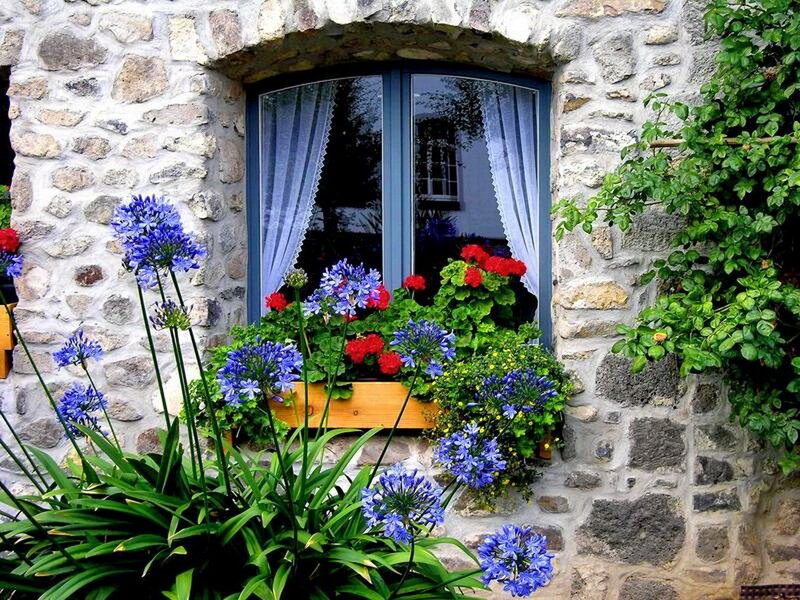Blue Flowers by Window
