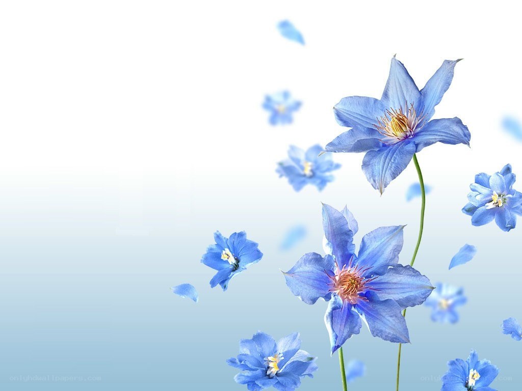 blue flowers floating in air