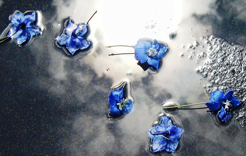 Blue Flowers Floating — Serene