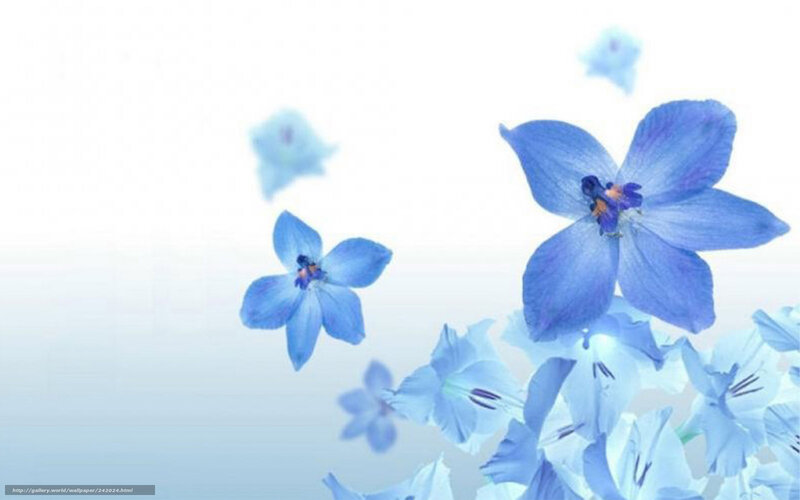 blue flowers floating