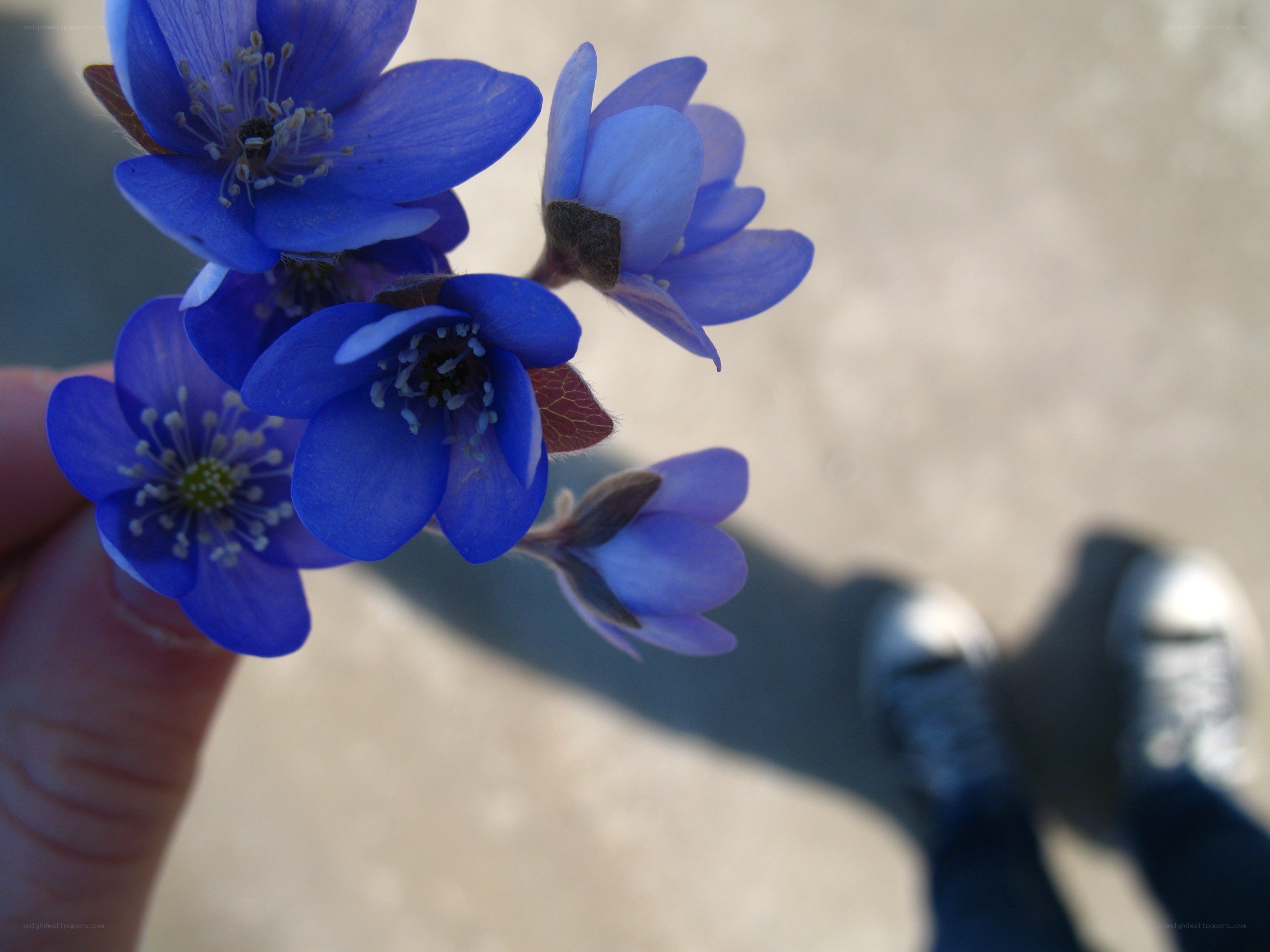 blue flowers held in hand