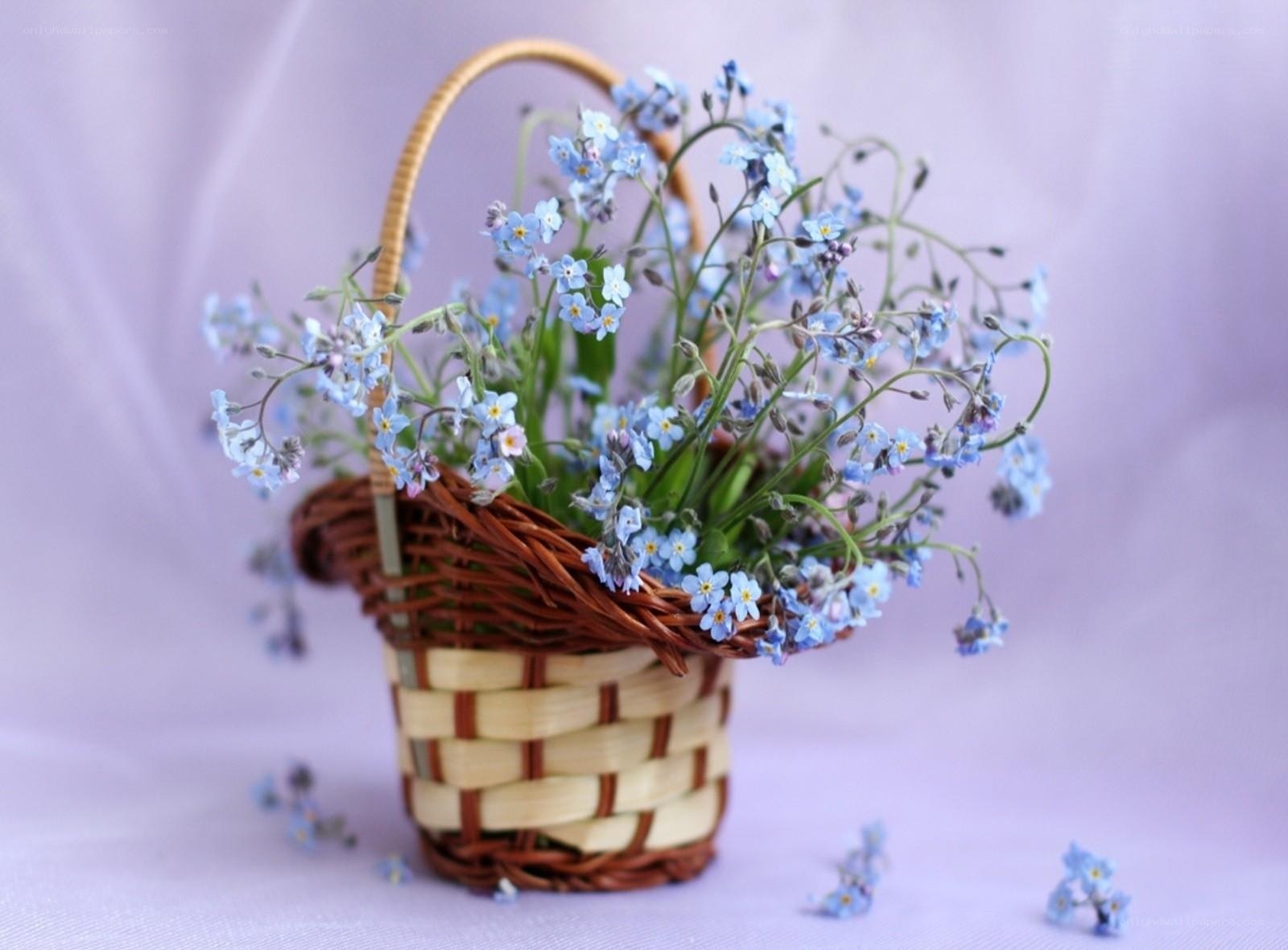 Blue flowers in a basket