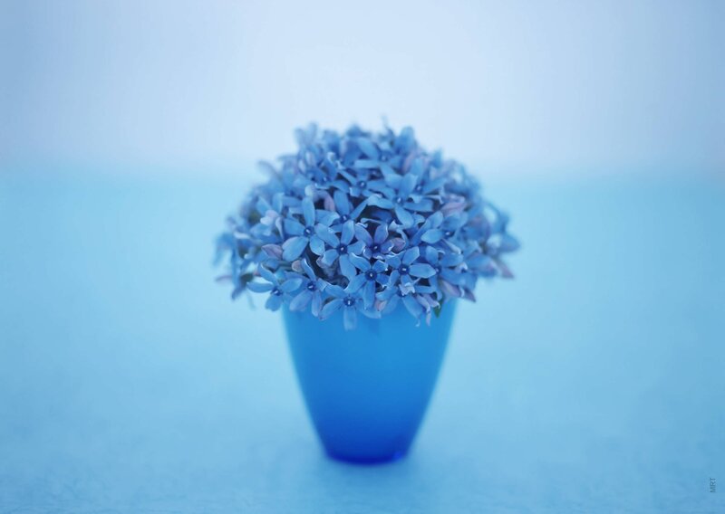 Blue flowers in a blue vase