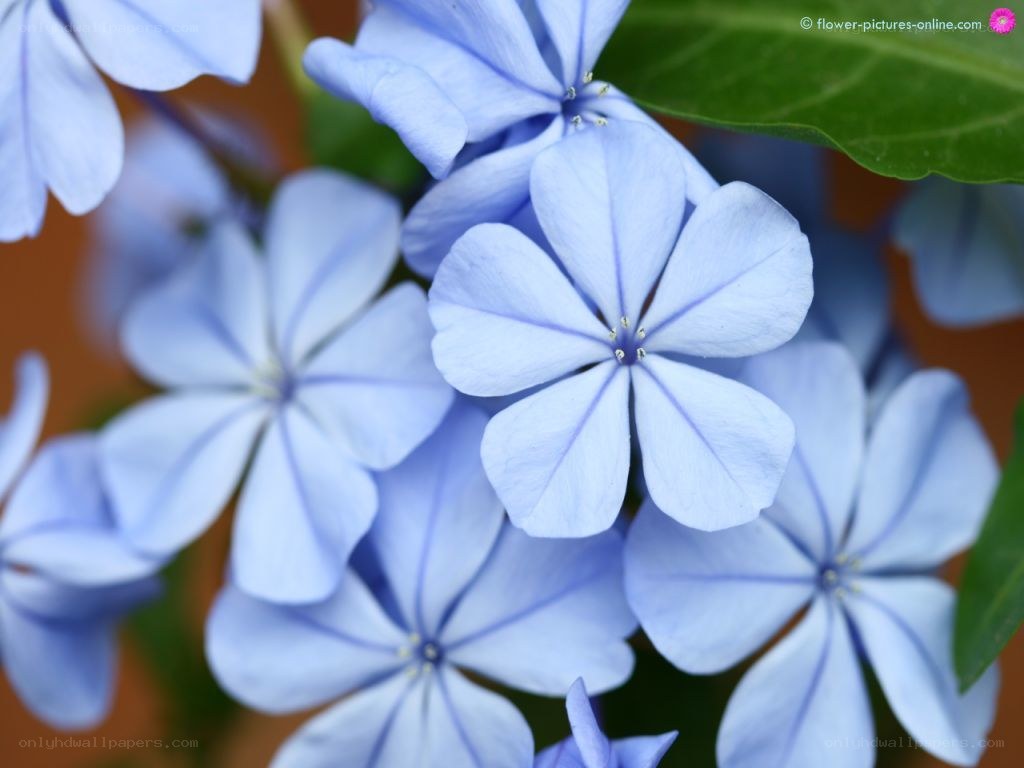 blue flowers in a cluster