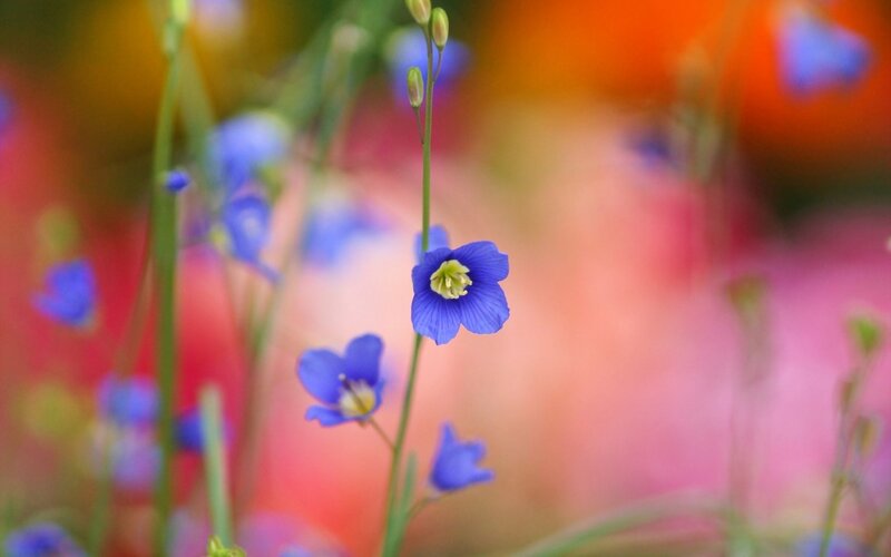 blue flowers in a colorful field