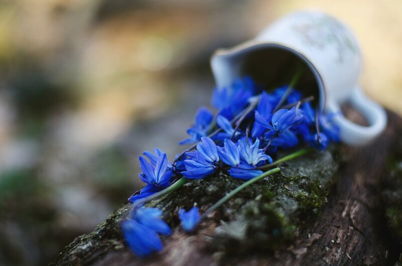 Blue Flowers in a Cup — Serene