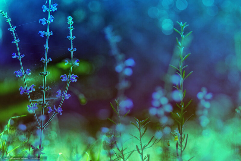 Blue flowers in a dreamy field