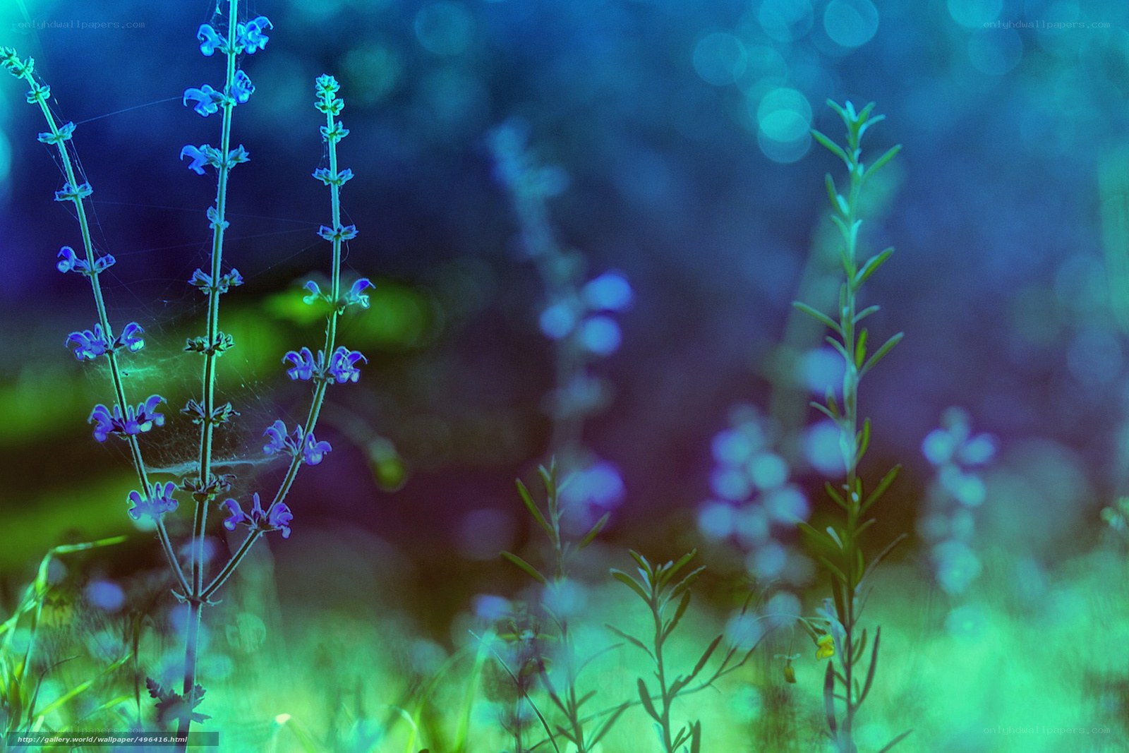 Blue flowers in a dreamy field