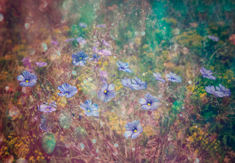 Blue flowers in a dreamy field