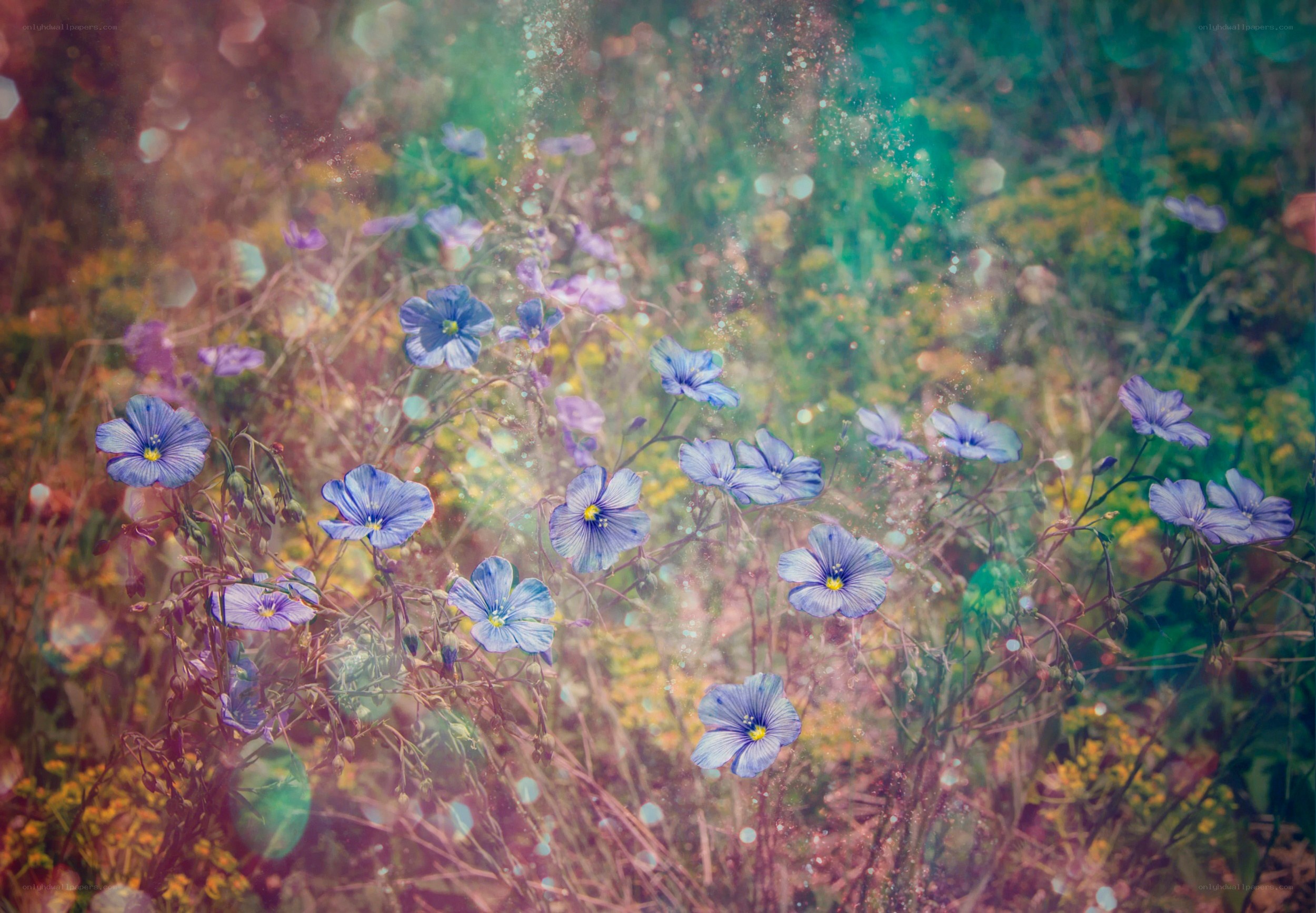 Blue flowers in a dreamy field