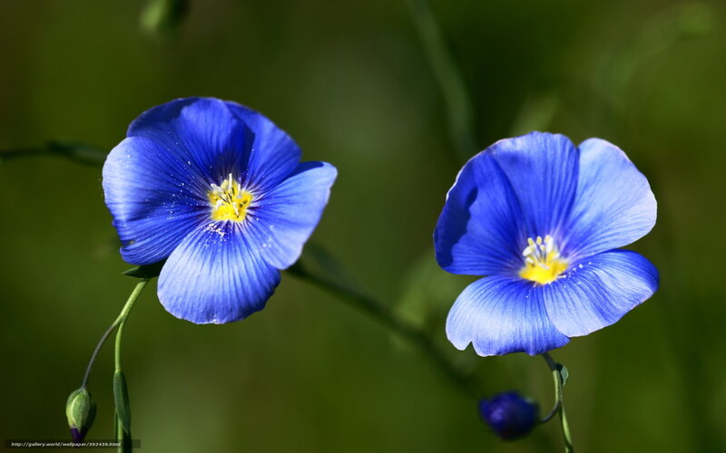 Blue flowers in a field