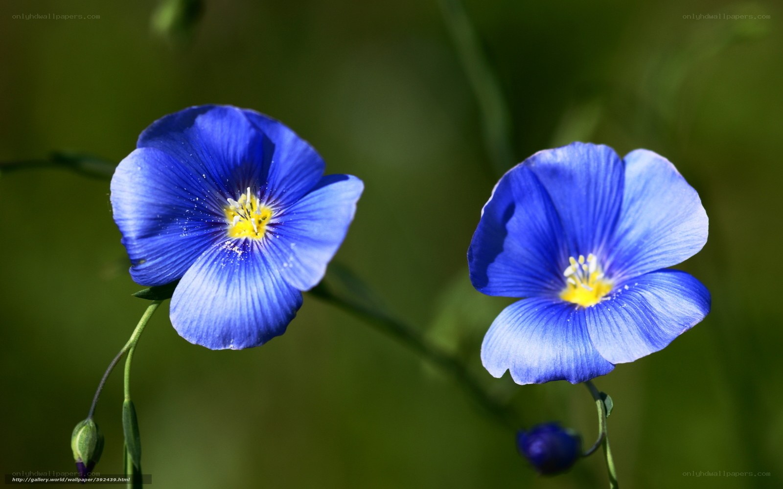 Blue flowers in a field