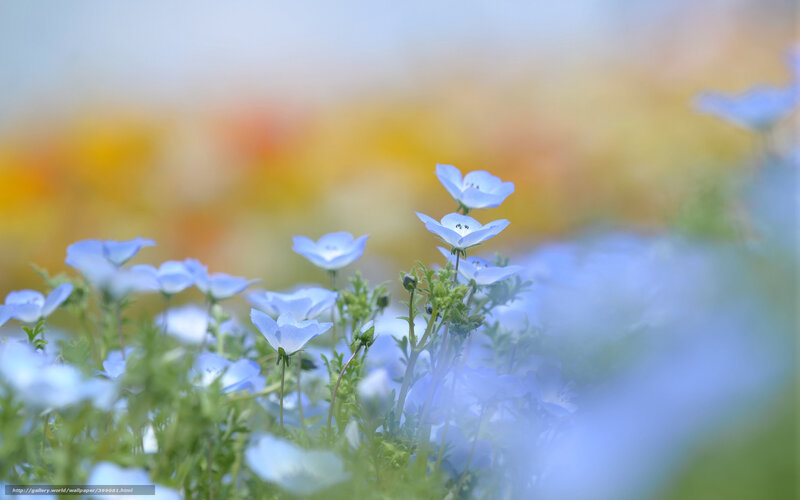 Blue flowers in a field