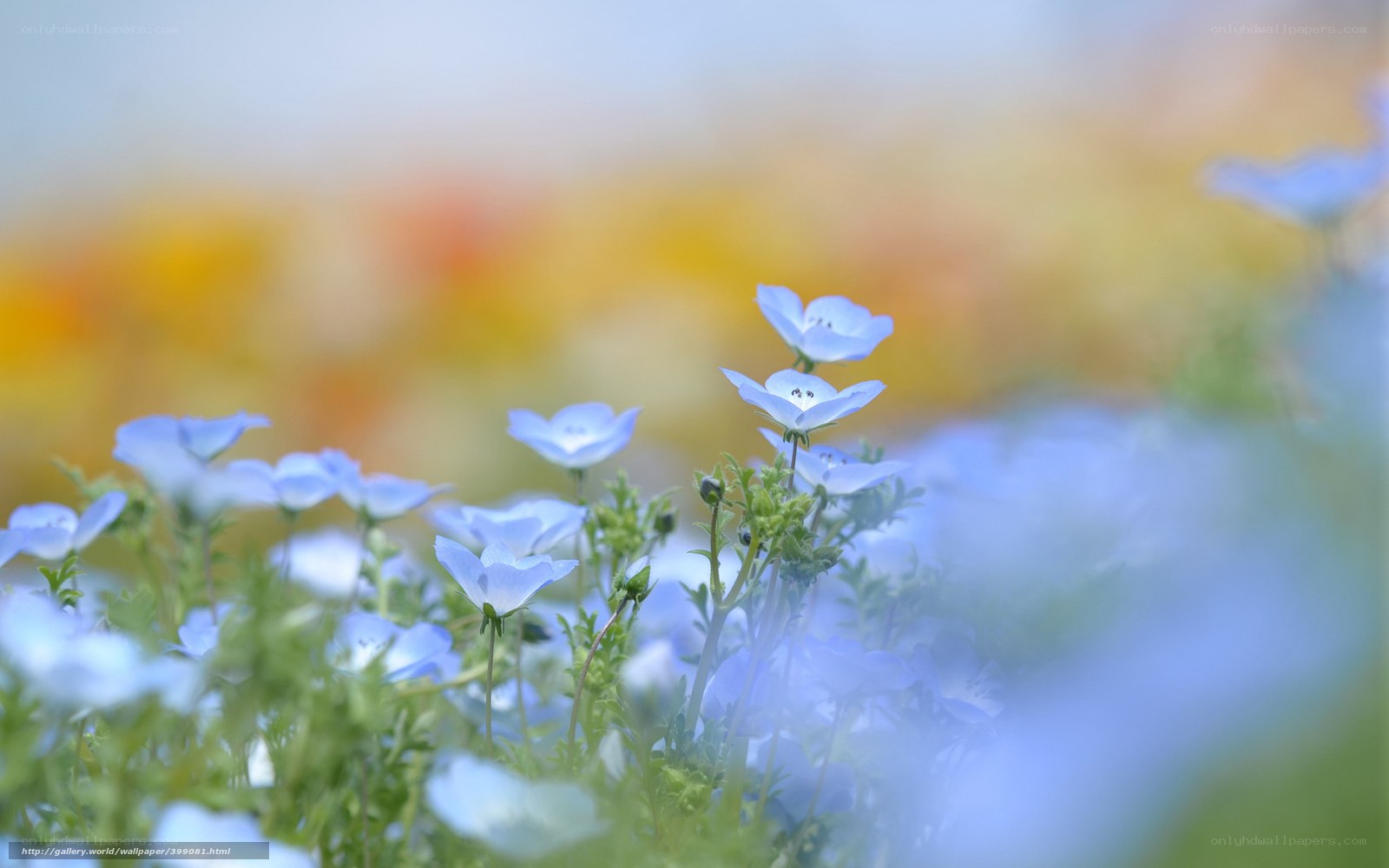 Blue flowers in a field