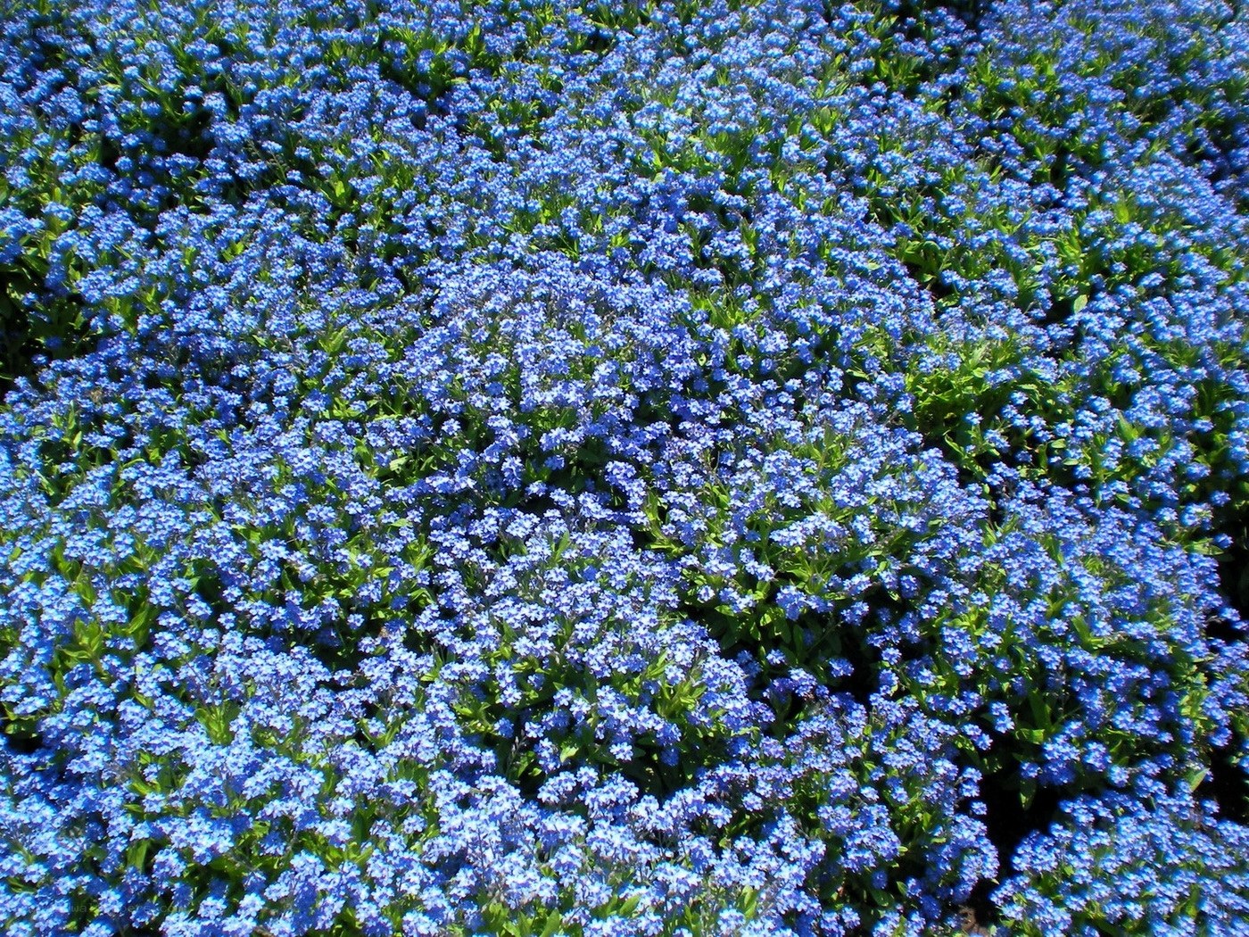 blue flowers in a field
