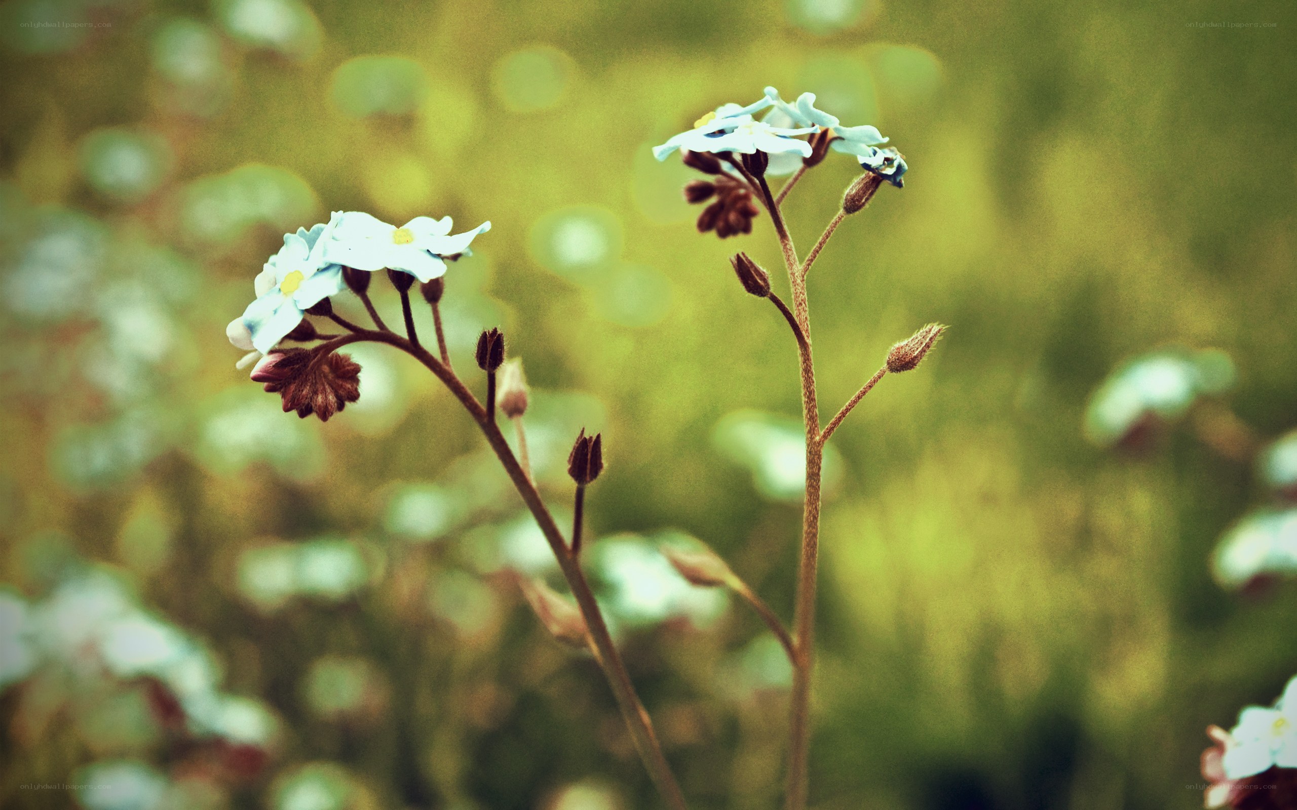 Blue flowers in a field