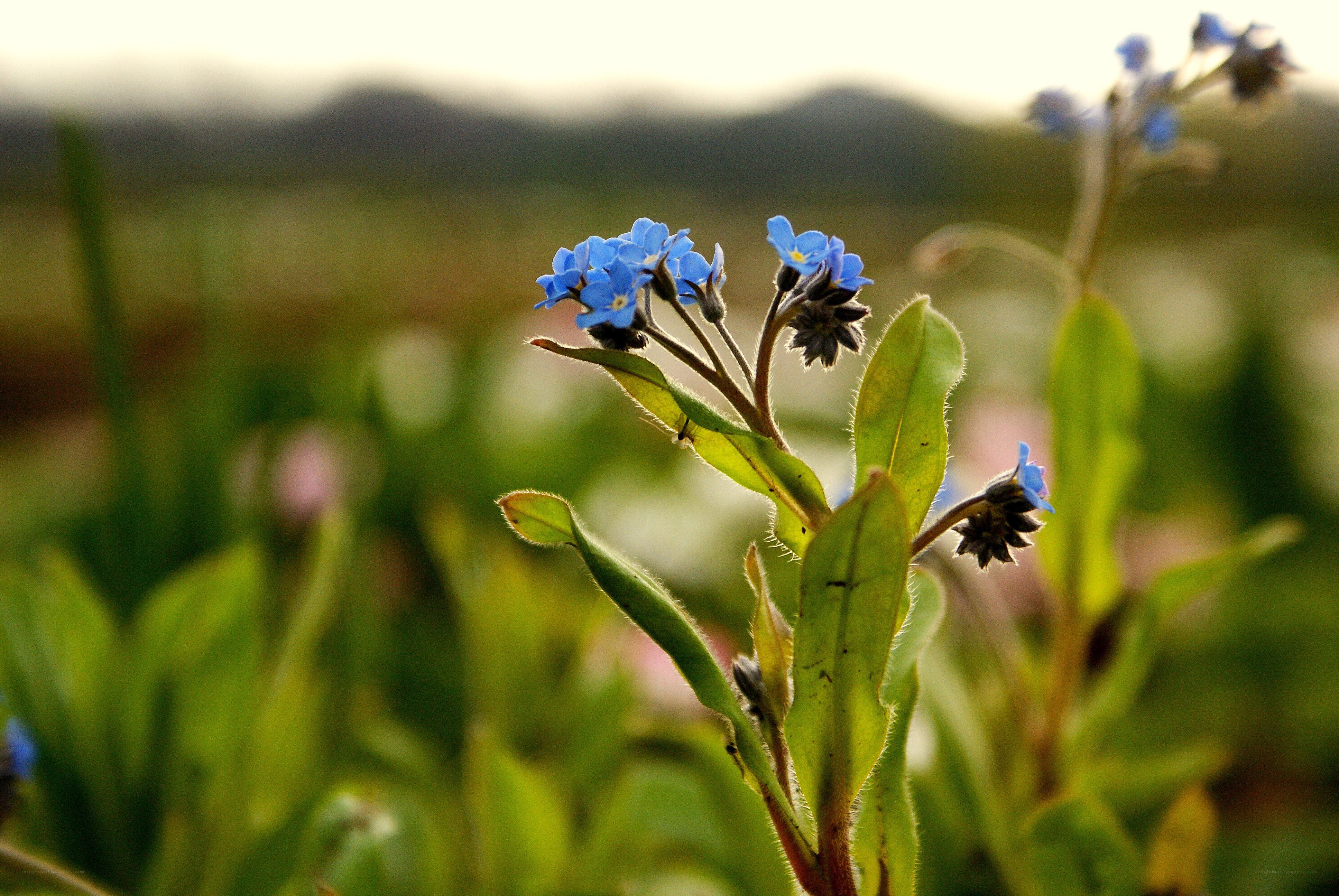 Blue flowers in a field