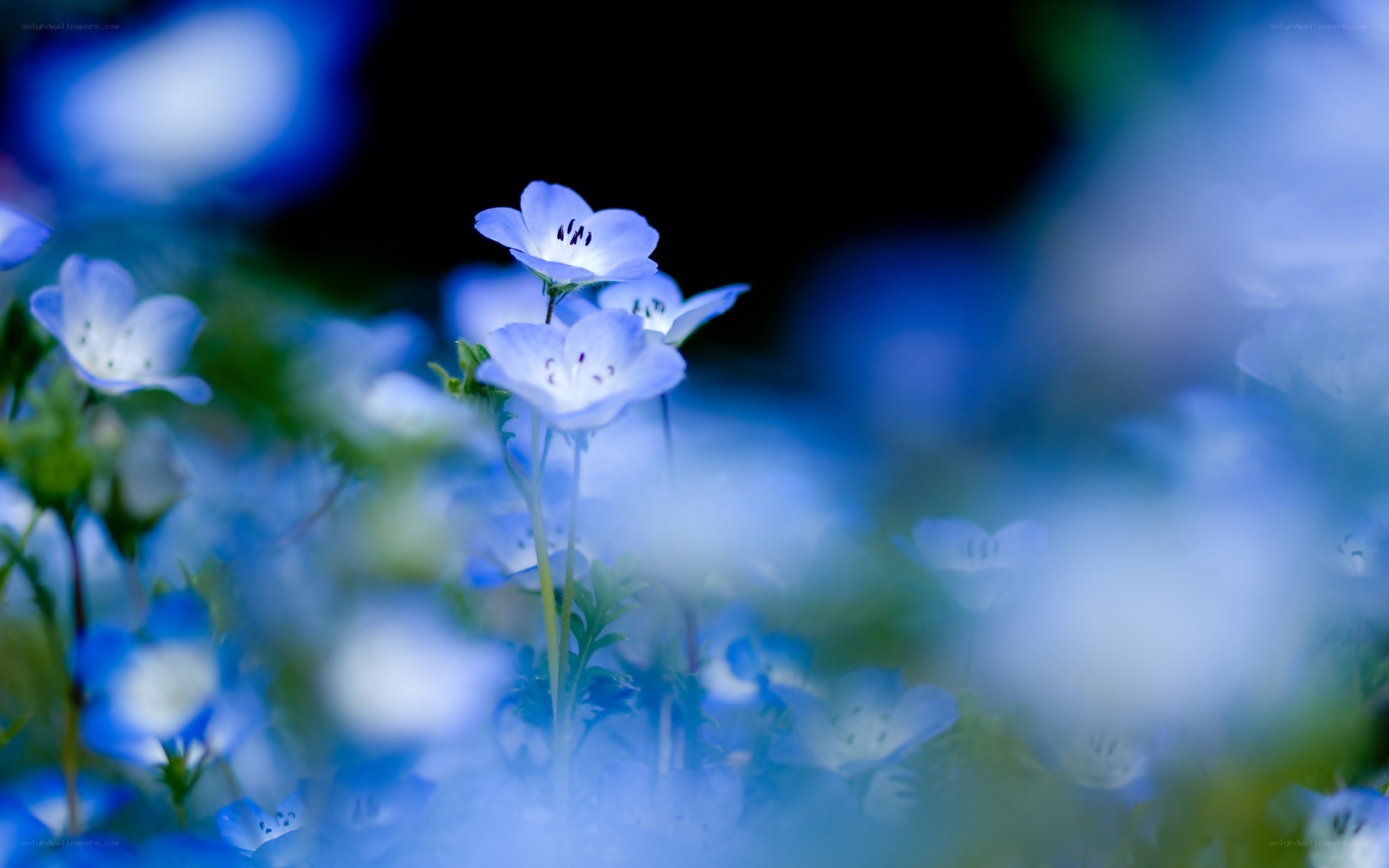Blue flowers in a field