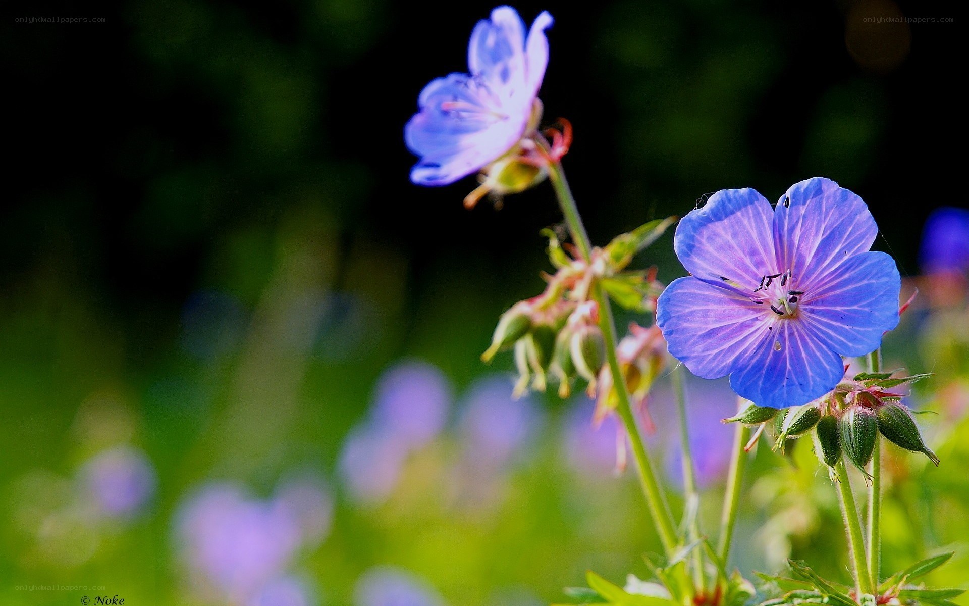 blue flowers in a field