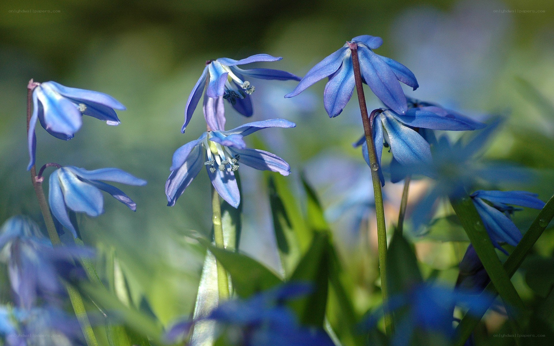 blue flowers in a field