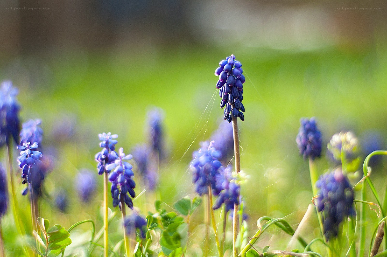 Blue flowers in a field