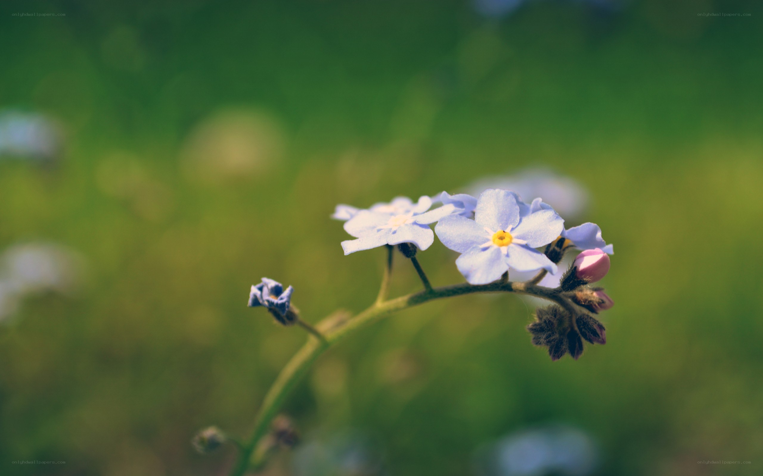 blue flowers in a field