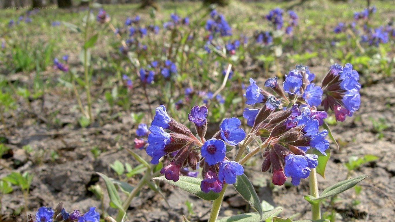 blue flowers in a field