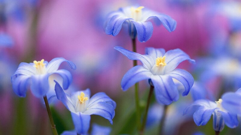 blue flowers in a field
