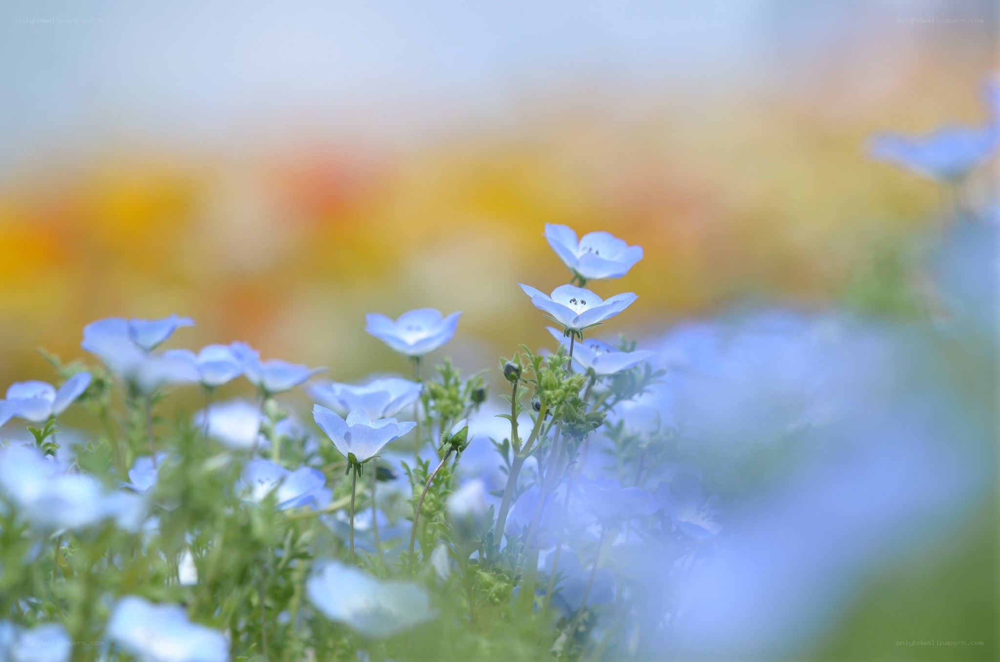 Blue flowers in a field