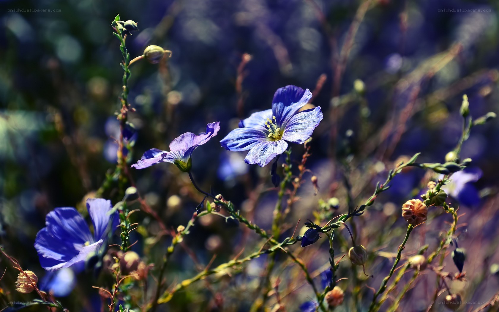 Blue flowers in a field