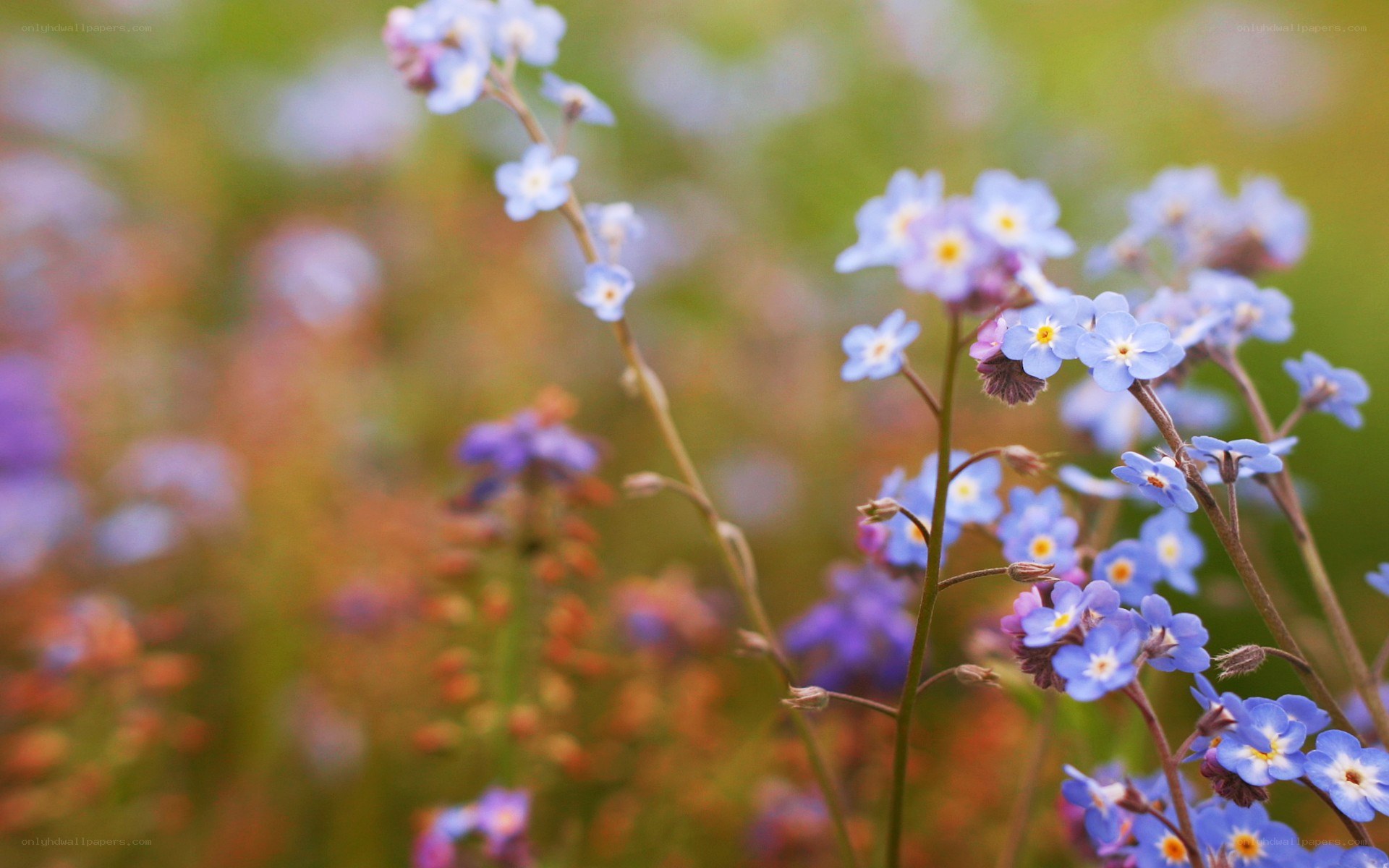 blue flowers in a field