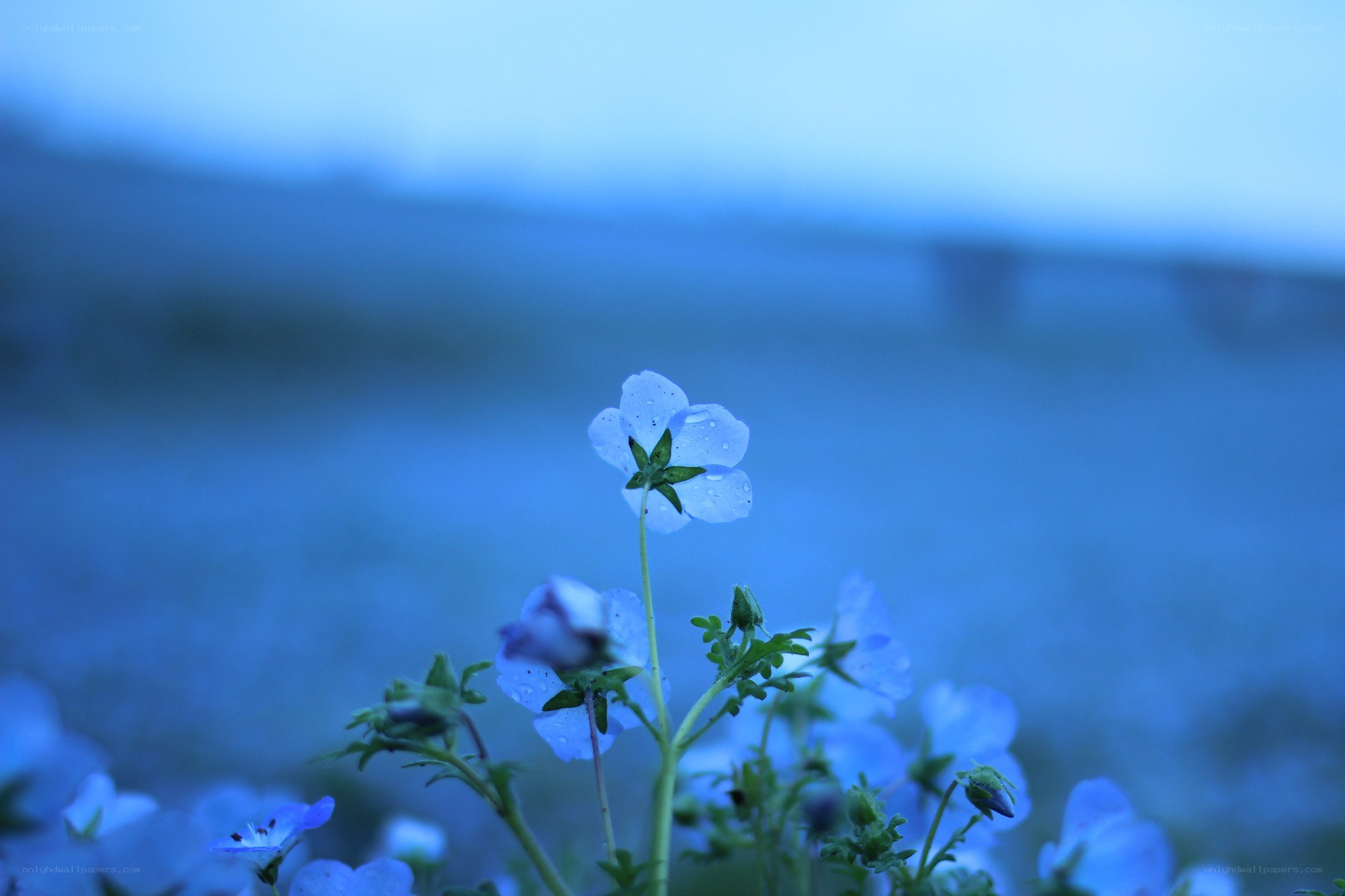Blue flowers in a field
