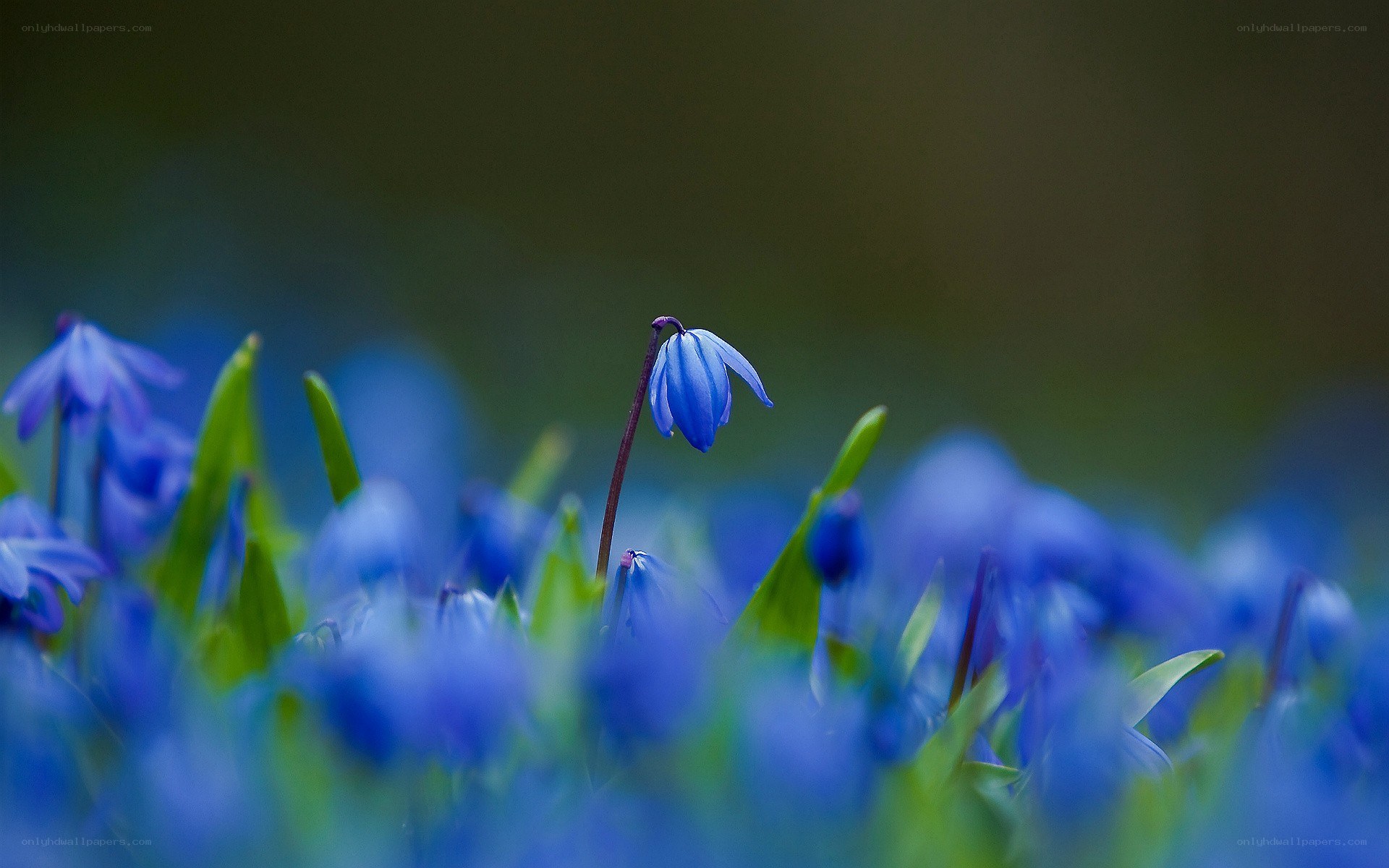 Blue flowers in a field