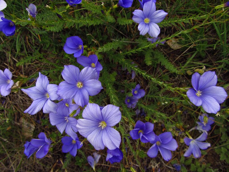 blue flowers in a field