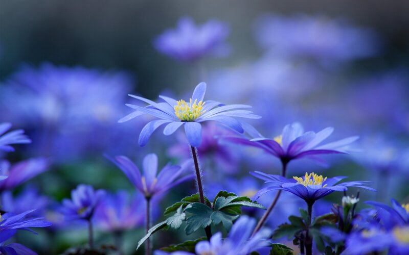 blue flowers in a field