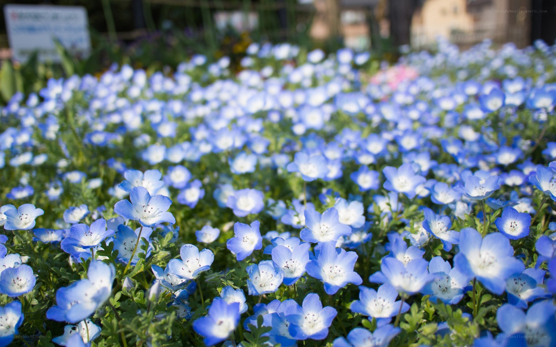 blue flowers in a field