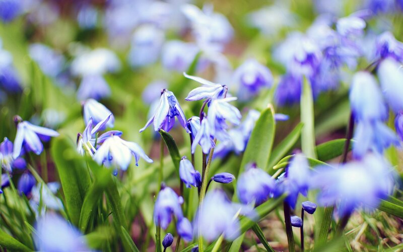 blue flowers in a field