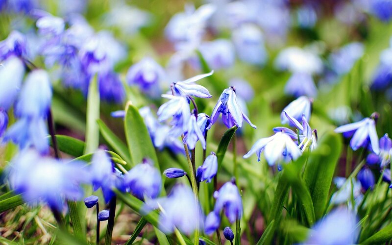 blue flowers in a field
